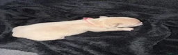 French Bulldog dogs for sale: Fluffy Frenchies Pedigree DWKC Papers  - Advert 11