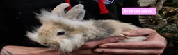 Mini Lion Lop rabbits for sale: Super Friendly Baby Lion Lops and Lop x Mini Rex   - Advert 6