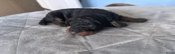 Toy Poodle dogs for sale: KC Registered Toy Poodle Puppies for Sale - Advert 7