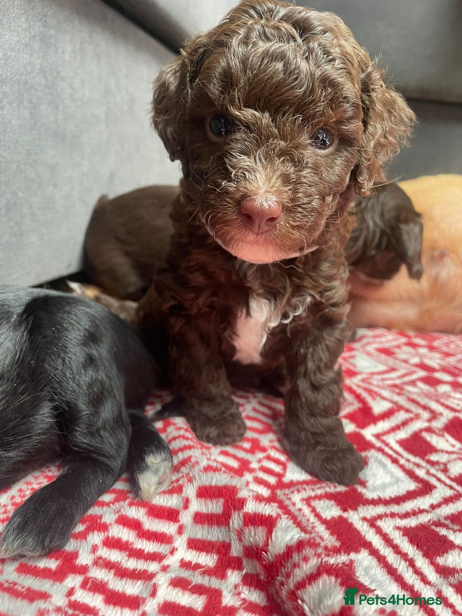 Labradoodle dogs Adorable miniature Labradoodle puppies  - Advert 17