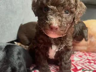 Labradoodle dogs Adorable miniature Labradoodle puppies - Advert 17