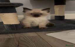 Ragdoll cats for sale: STUNNING FULLY HEALTH TESTED RAGDOLL KITTENS - Image 6