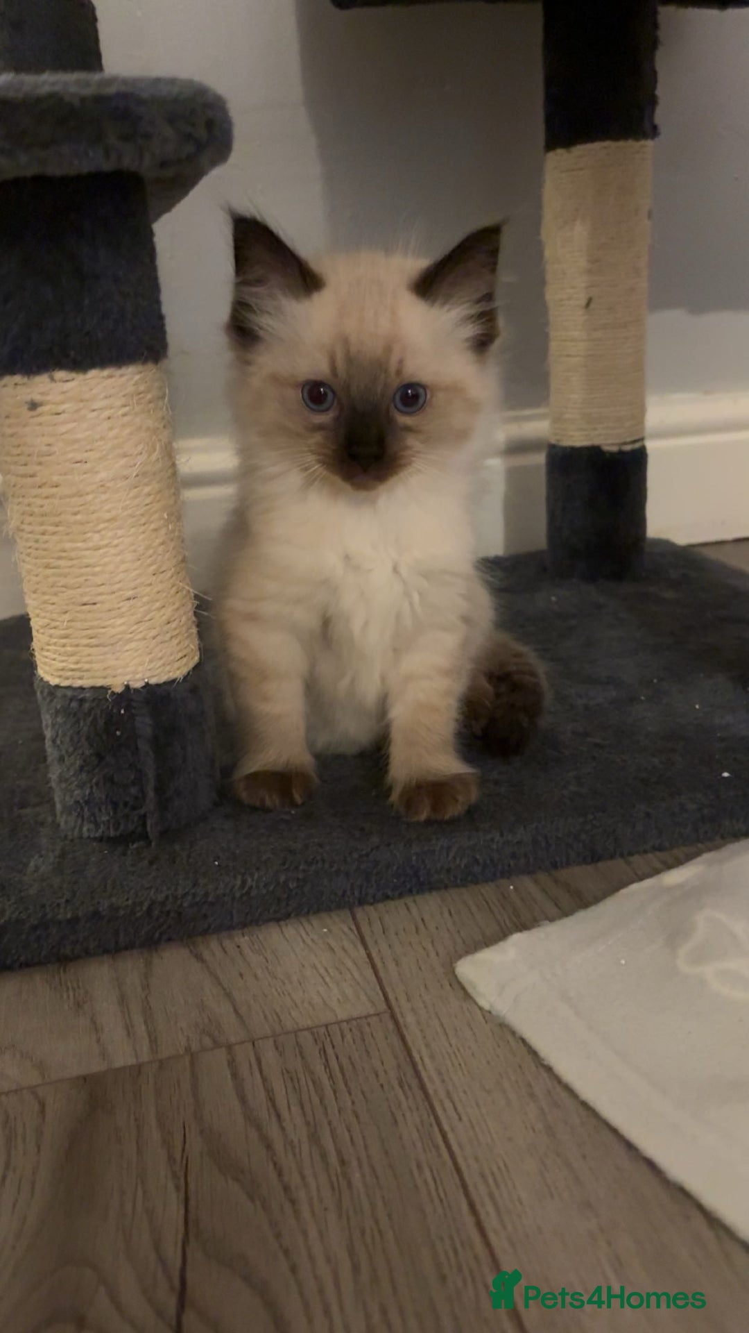 Ragdoll cats for sale: STUNNING FULLY HEALTH TESTED RAGDOLL KITTENS - Image 6