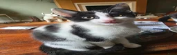 Mixed Breed cats for sale: Beautiful little boy  in Ilford - Advert 5