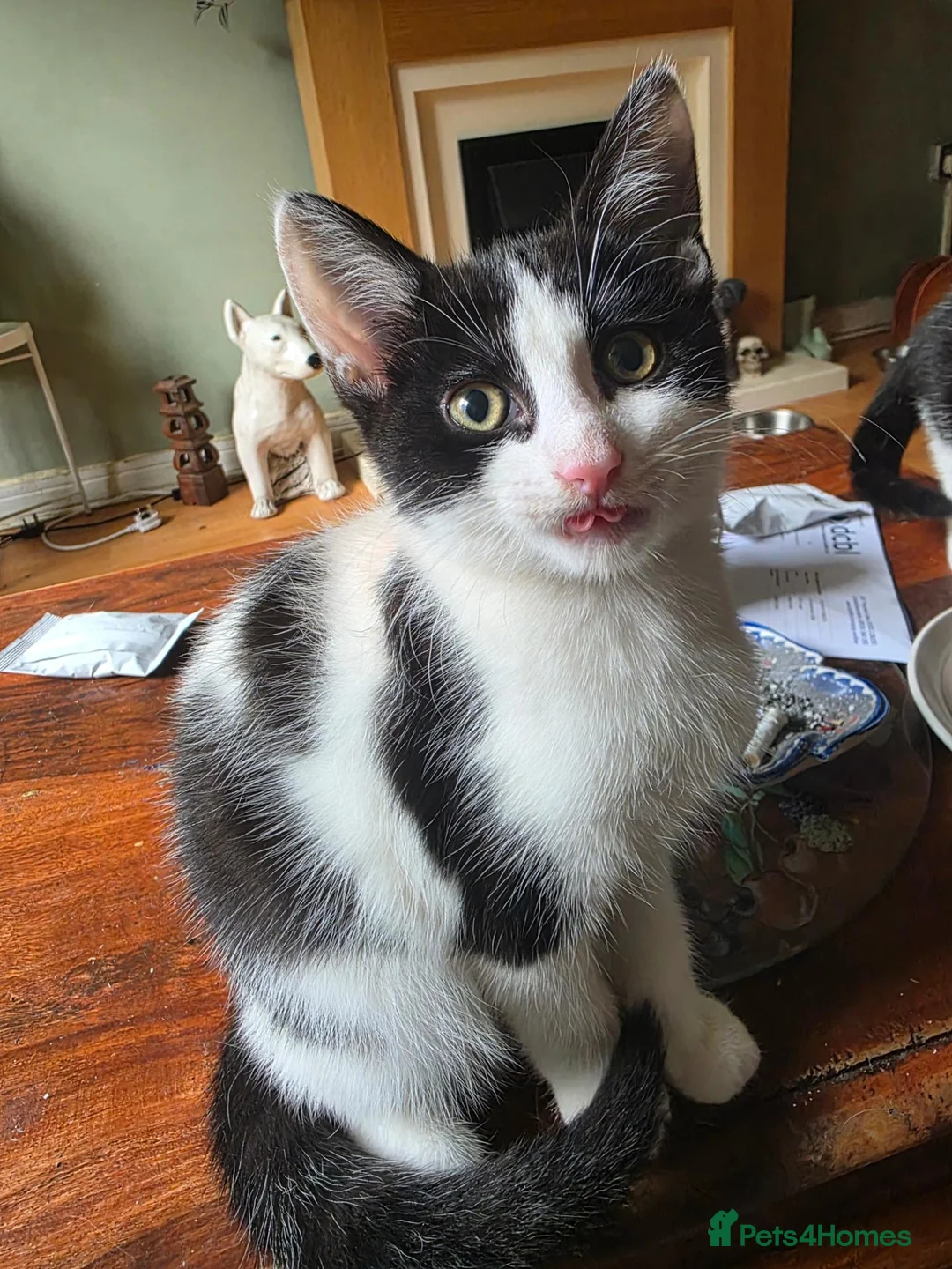 Mixed Breed cats for sale: Beautiful little boy  in Ilford - Advert 5