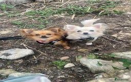 Chihuahua dogs for sale: REDUCED last long hair female pup. - Image 22