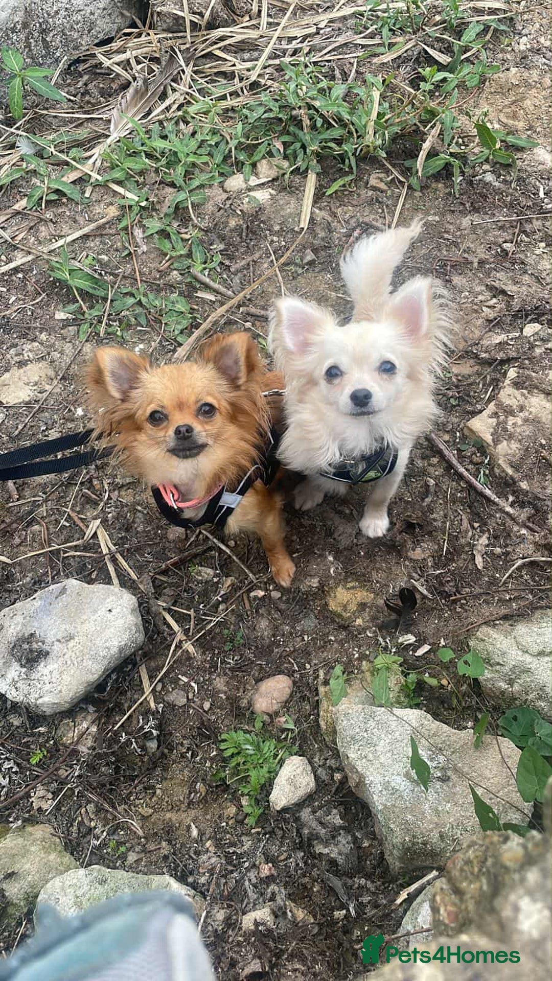 Chihuahua dogs for sale: REDUCED last long hair female pup. - Image 22