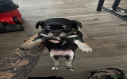 Chihuahua dogs for sale: 3 beautiful chihuahuas  - Image 3