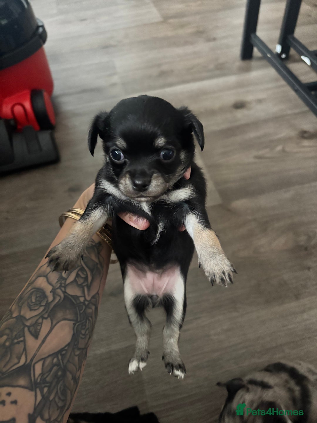 Chihuahua dogs for sale: 3 beautiful chihuahuas  - Image 3