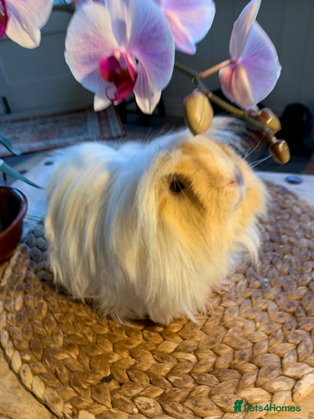 Guinea Pig rodents for sale: Beautiful Peruvian Lady - Image 2