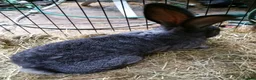Continental Giant rabbits for sale: Super Stars  Stud Service -Beautiful PROVEN Bucks  - Advert 24