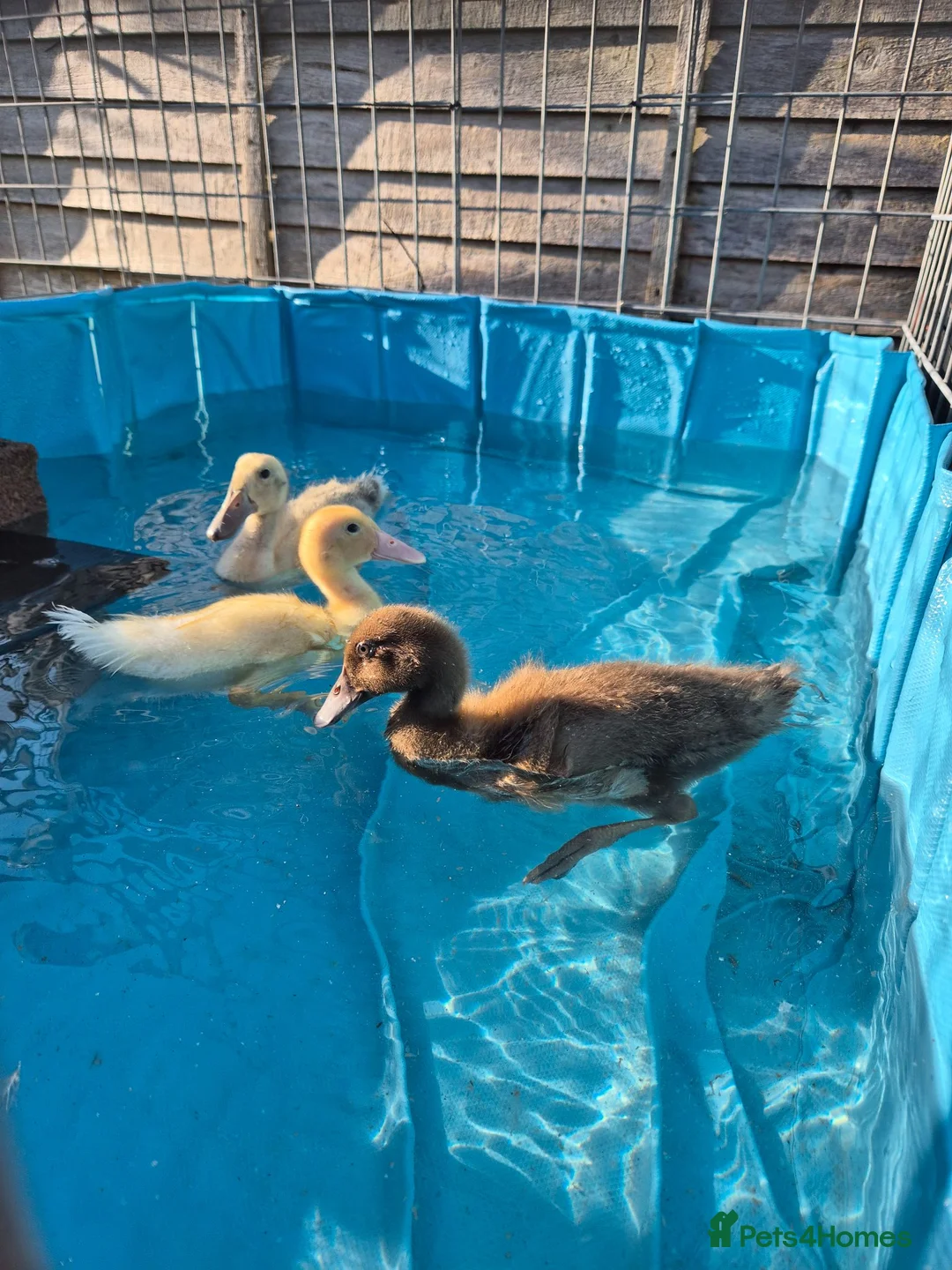 Ducks poultry for sale: 3 Mixed breed ducklings in Bristol - Advert 1