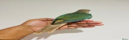 Conures birds for sale: Hand reared conures for sale  - Advert 14