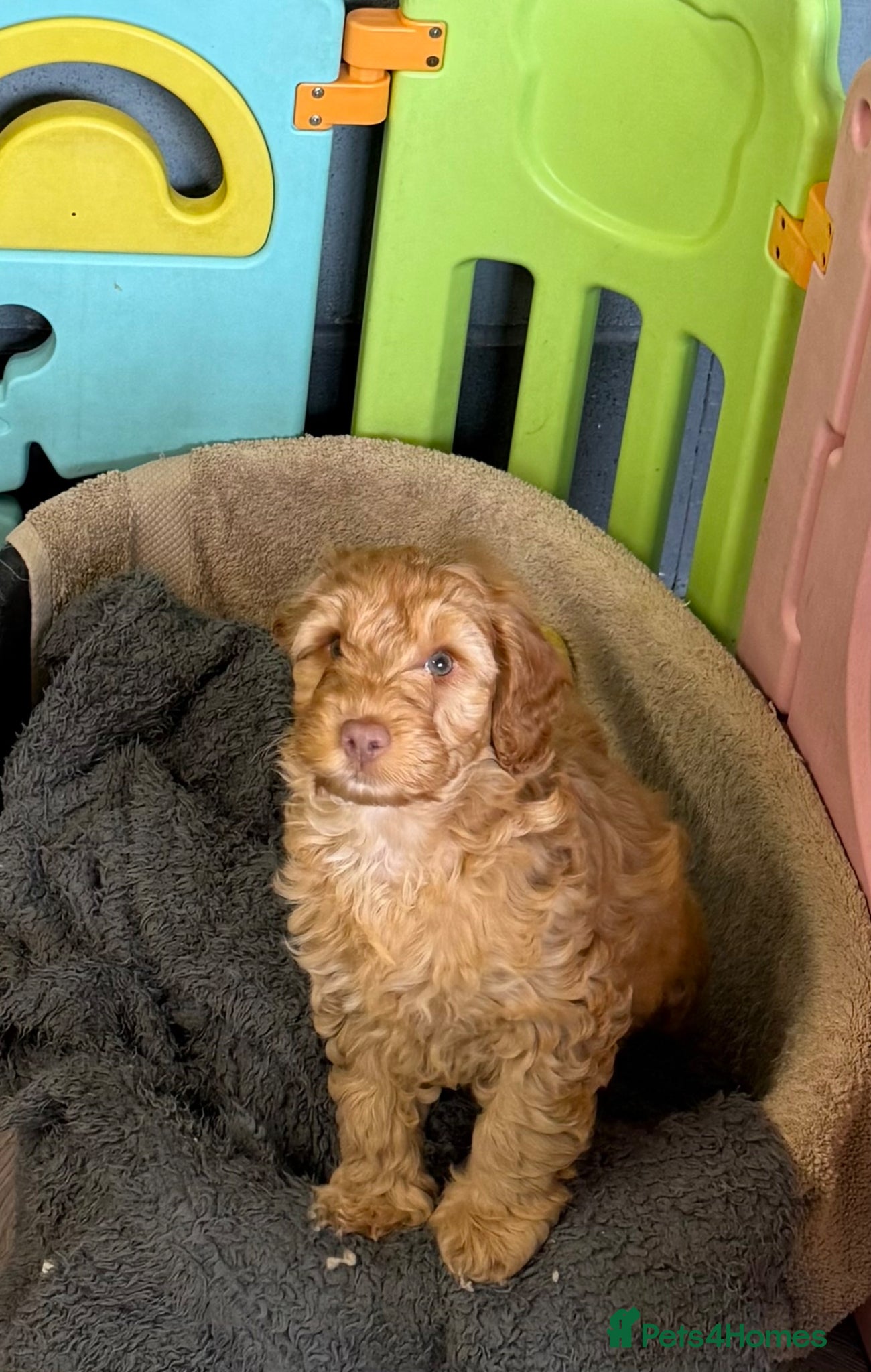 Cockapoo dogs Gorgeous red F1B cockapoo puppies - Advert 2