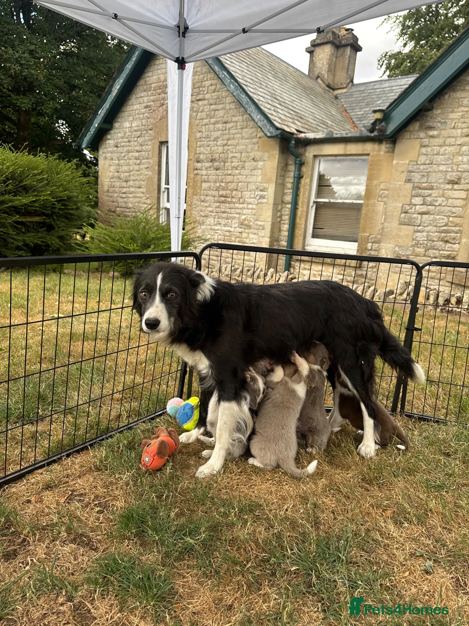 Border Collie dogs Beautiful Border Collie Puppies  - Advert 2