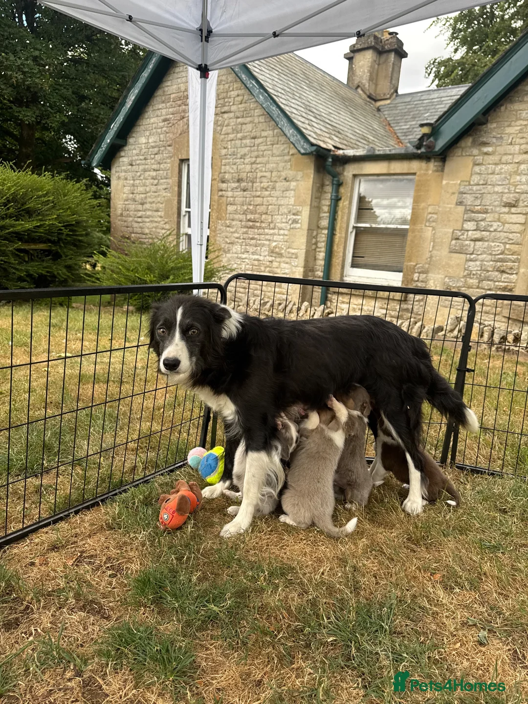 Border Collie dogs for sale: Beautiful Border Collie Puppies  - Advert 2