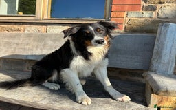 Border Collie dogs for sale: Tri coloured collie pups - Image 6