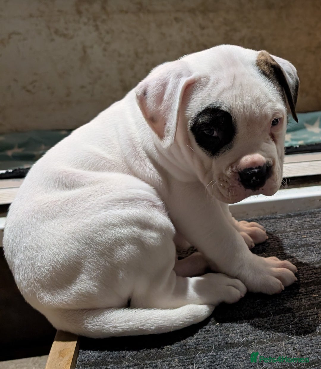 American Bulldog dogs for sale: Johnson American bulldog pups (ready to leave)  - Image 19