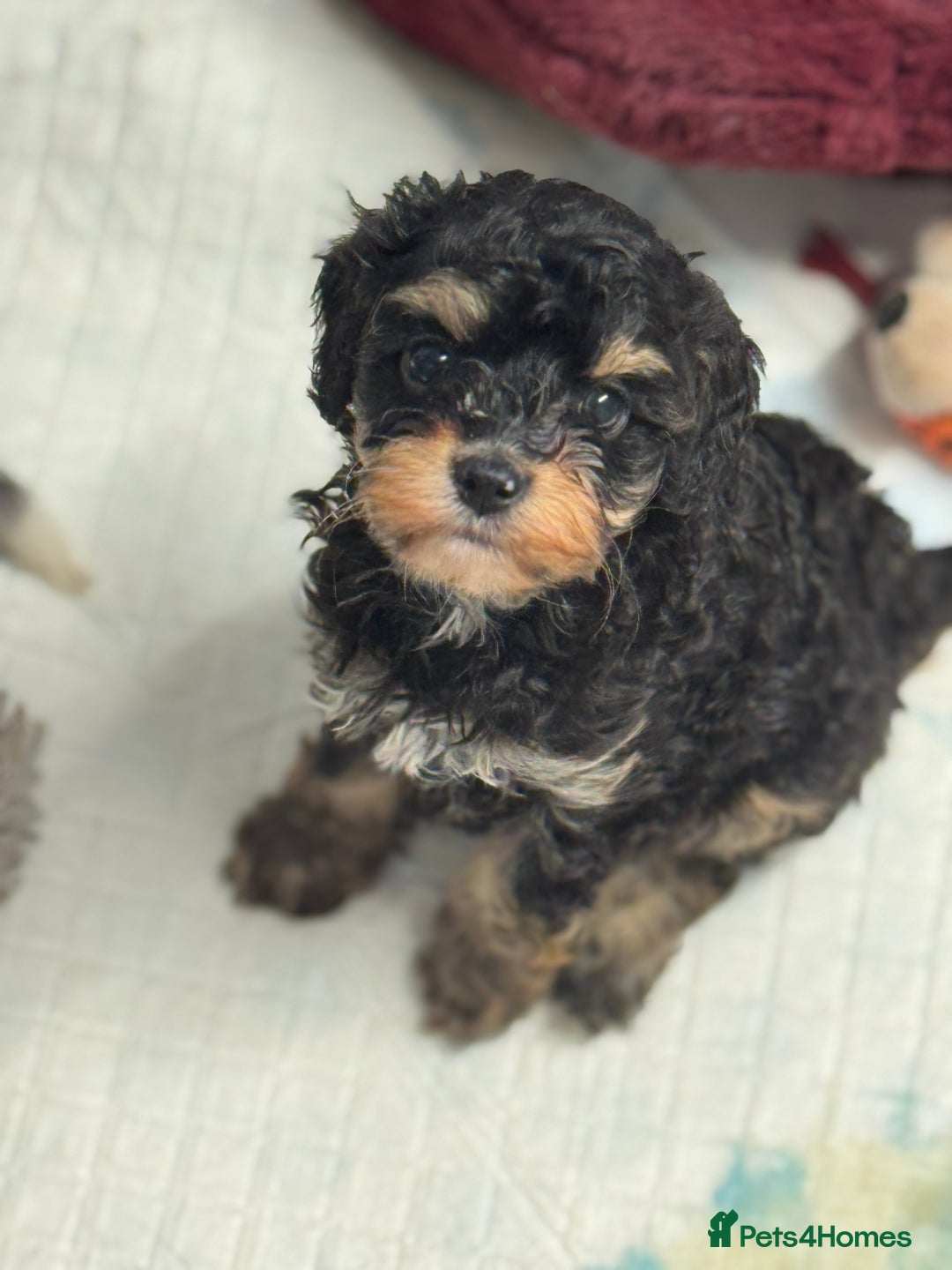 Cavapoo dogs for sale: Cavapoo puppies f1  - Advert 3
