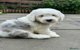 Sheepadoodle dogs for sale: unique midi sheepadoodle babies - Image 28