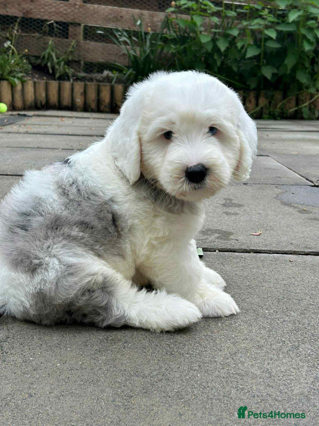 Sheepadoodle dogs for sale: unique midi sheepadoodle babies - Image 28