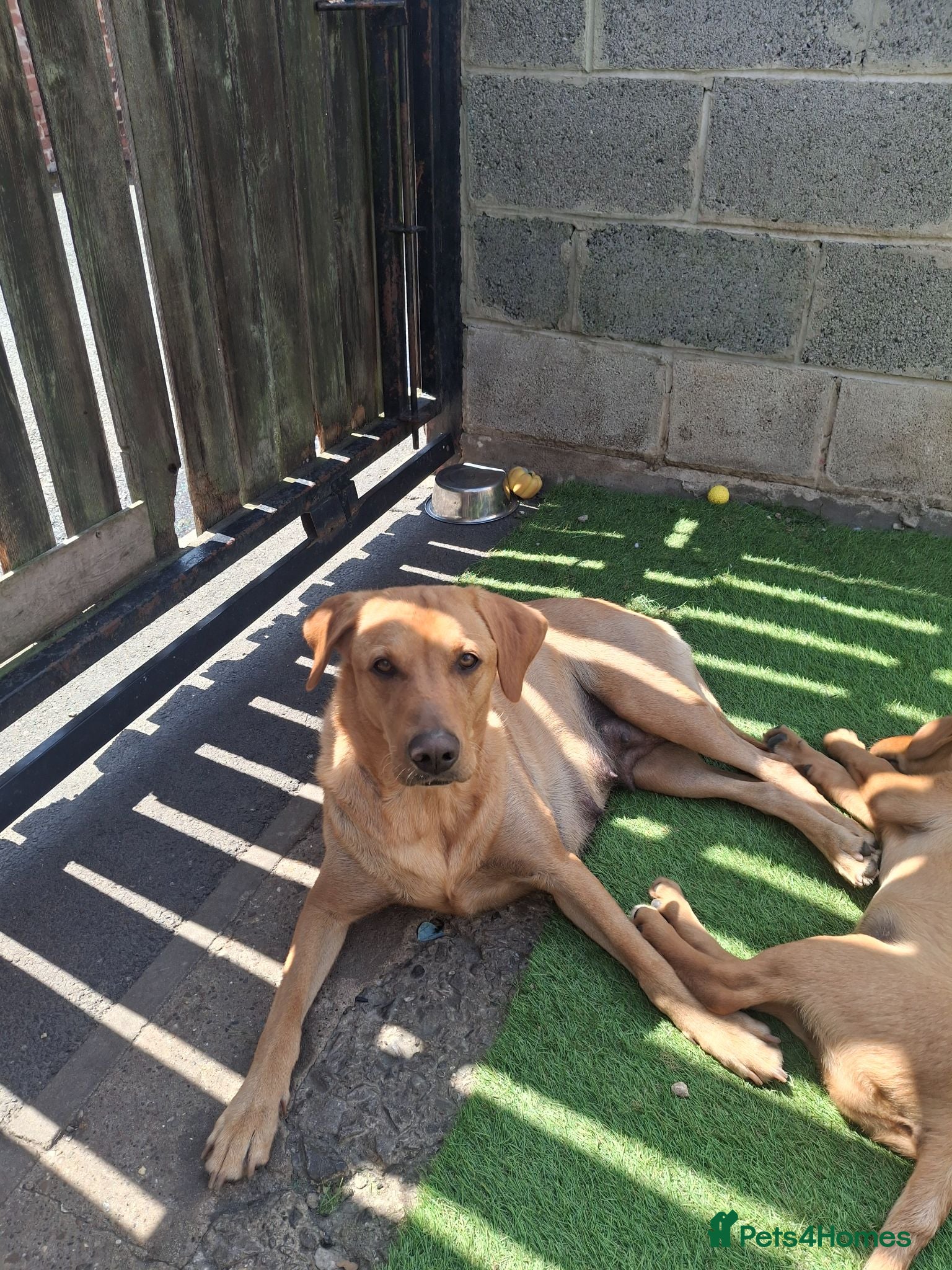 Labrador Retriever dogs Fox Red Labrador puppies  - Advert 2