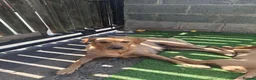 Labrador Retriever dogs for sale: Fox Red Labrador puppies  - Advert 1