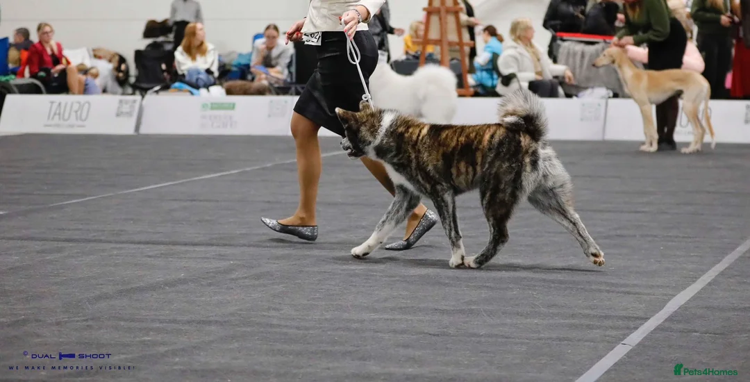 Japanese Akita Inu dogs for stud: Stud Japanese Akita Inu - Advert 5