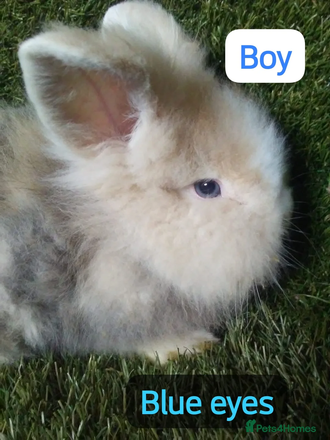 Lionhead rabbits for sale: Mini double fluffy lionhead baby rabbits - Advert 7