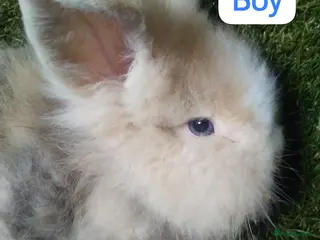 Lionhead rabbits Mini double fluffy lionhead baby rabbits - Advert 4