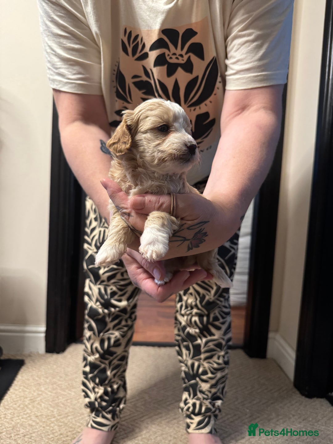 Maltipoo dogs for sale: Teddy bear maltipoo puppies  - Image 6