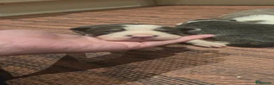 Border Collie 5