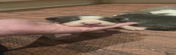 Border Collie dogs for sale: DNA tested ISDS Parents Lilac & Blue Puppies - Advert 7