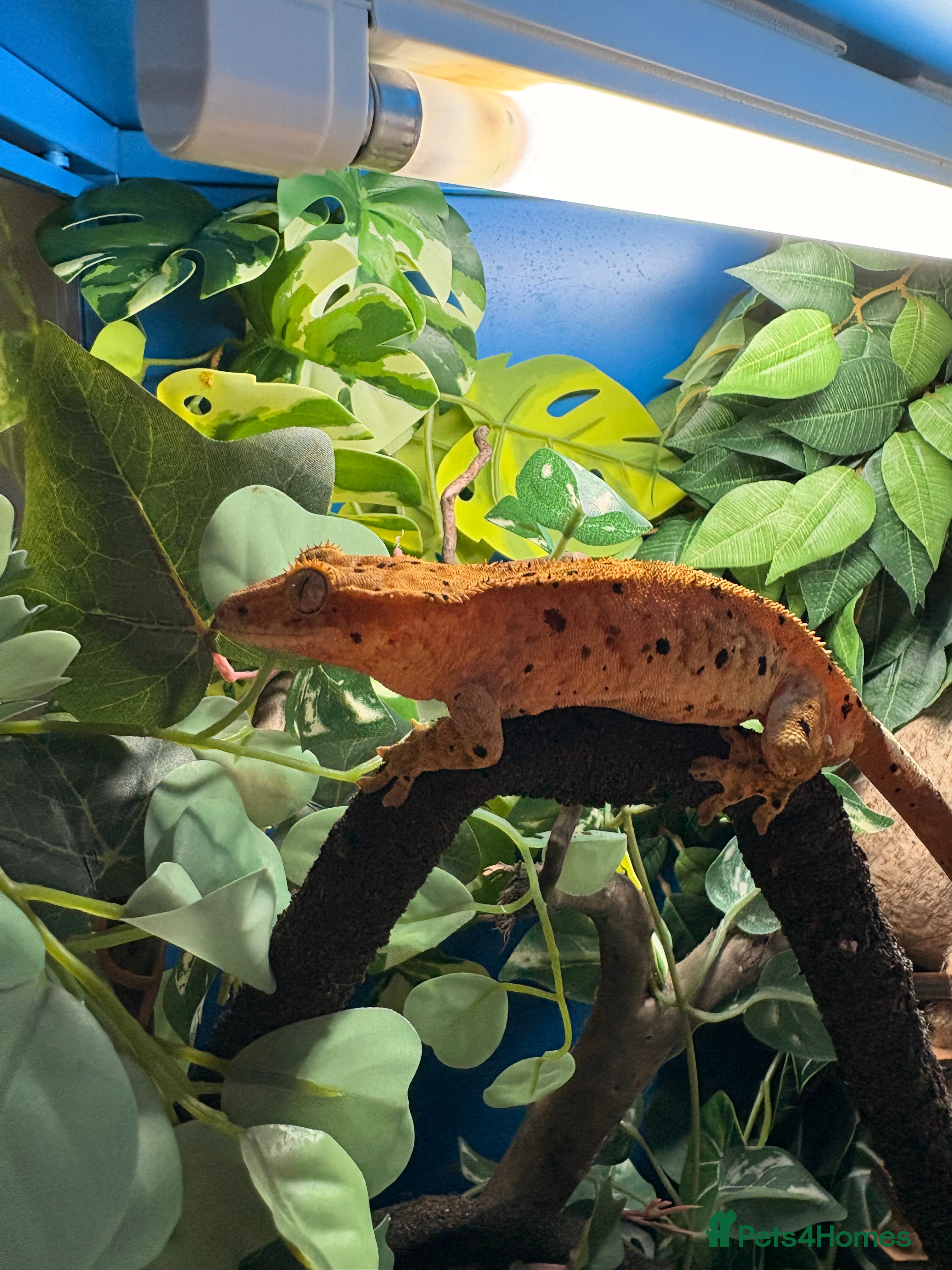 Gecko reptiles  Month Old Male Crested Gecko – London - Advert 1