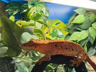 Gecko reptiles Month Old Male Crested Gecko – London - Advert 1