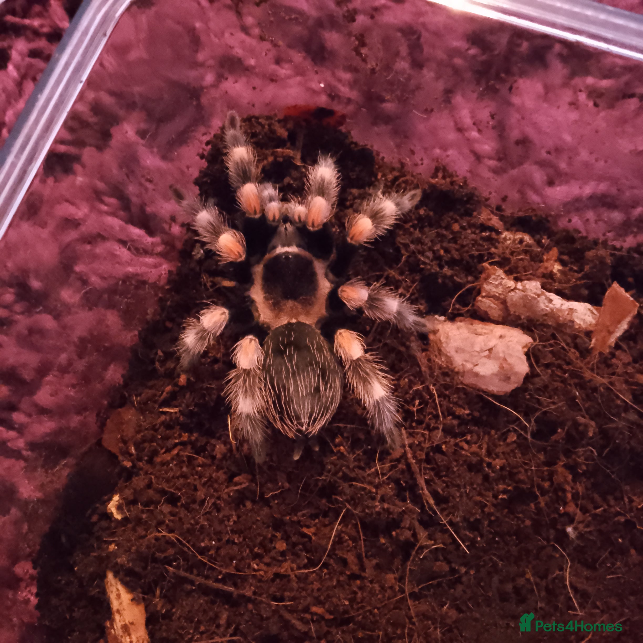 Spiders invertebrates Female mexican red knee - Advert 1