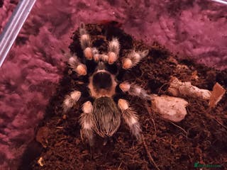Spiders invertebrates Female mexican red knee - Advert 12
