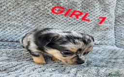 Pomchi dogs for sale: Beautiful merle pomchi puppies  - Image 4