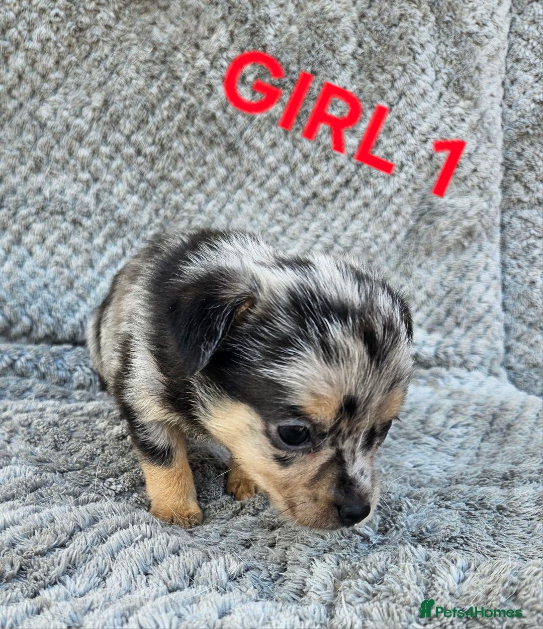 Pomchi dogs for sale: Beautiful merle pomchi puppies  - Image 4