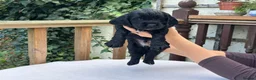 Cocker Spaniel dogs for sale: Working cocker spaniel puppies for sale - Advert 27