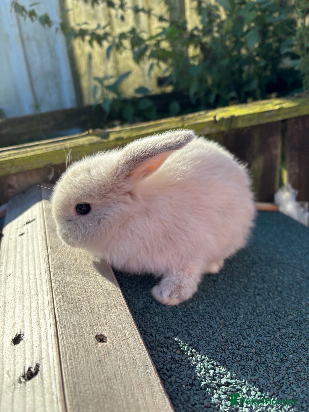 Mini Lop rabbits for sale: Beautiful mini lops - Image 2