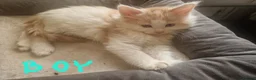 Mixed Breed cats for sale: mix Mainecoon - 1female- 1male - Advert 9