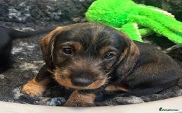 Dachshund dogs for sale: Wire haired dachschund (teckel) puppies - Image 6