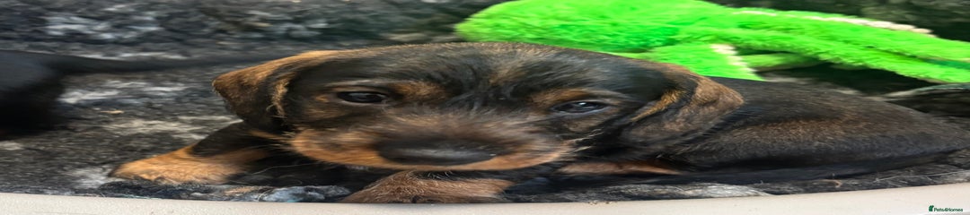 Dachshund Puppy 1
