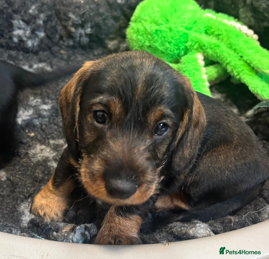 Dachshund dogs for sale: Wire haired dachschund (teckel) puppies - Image 6