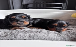 Miniature Dachshund dogs for sale: 🌿🌸🌳KC LONGHAIR MINI DACHSHUND PUPS🌳🌸🌿 - Image 10