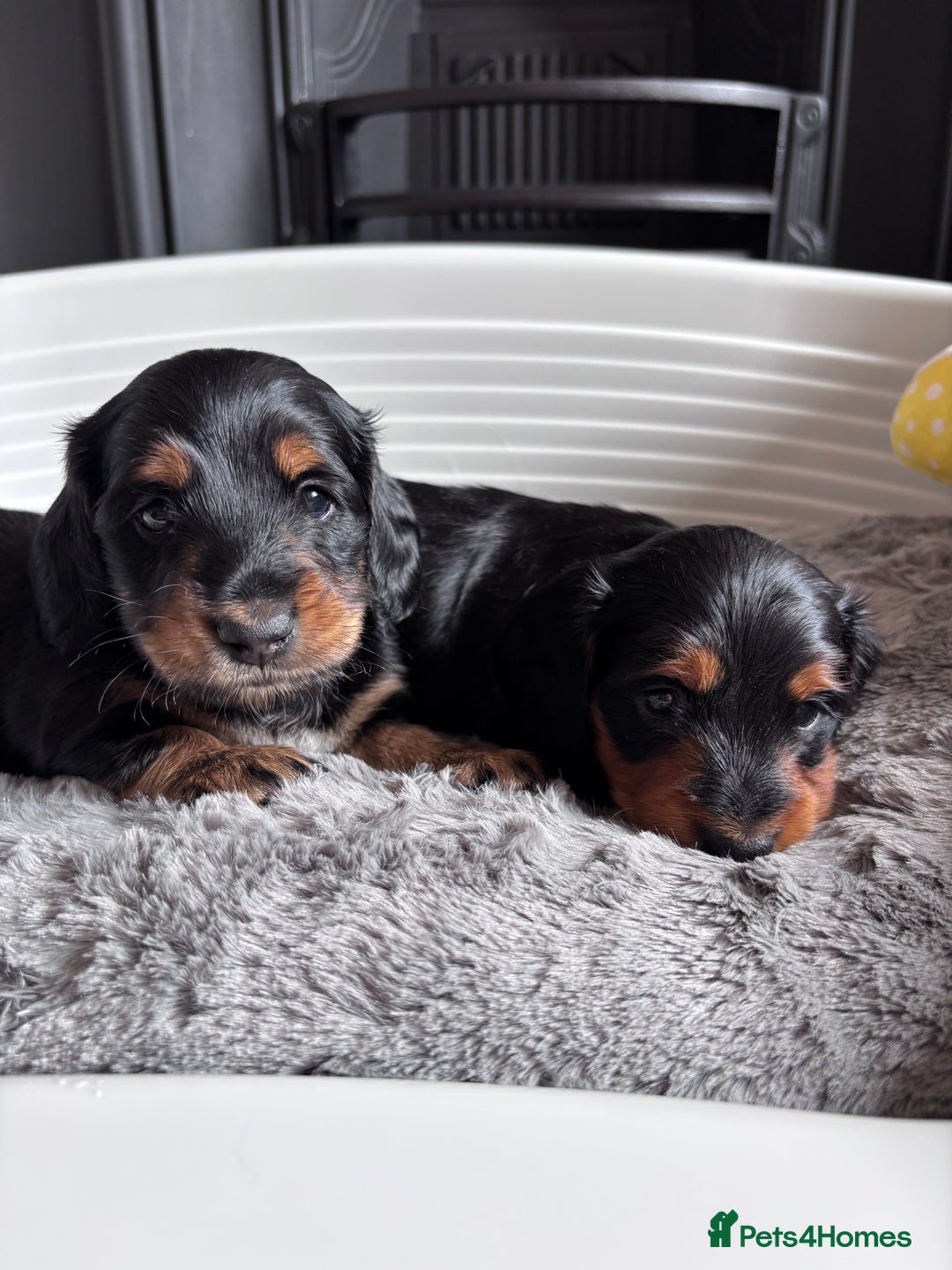 Miniature Dachshund dogs for sale: 🌿🌸🌳KC LONGHAIR MINI DACHSHUND PUPS🌳🌸🌿 - Image 10