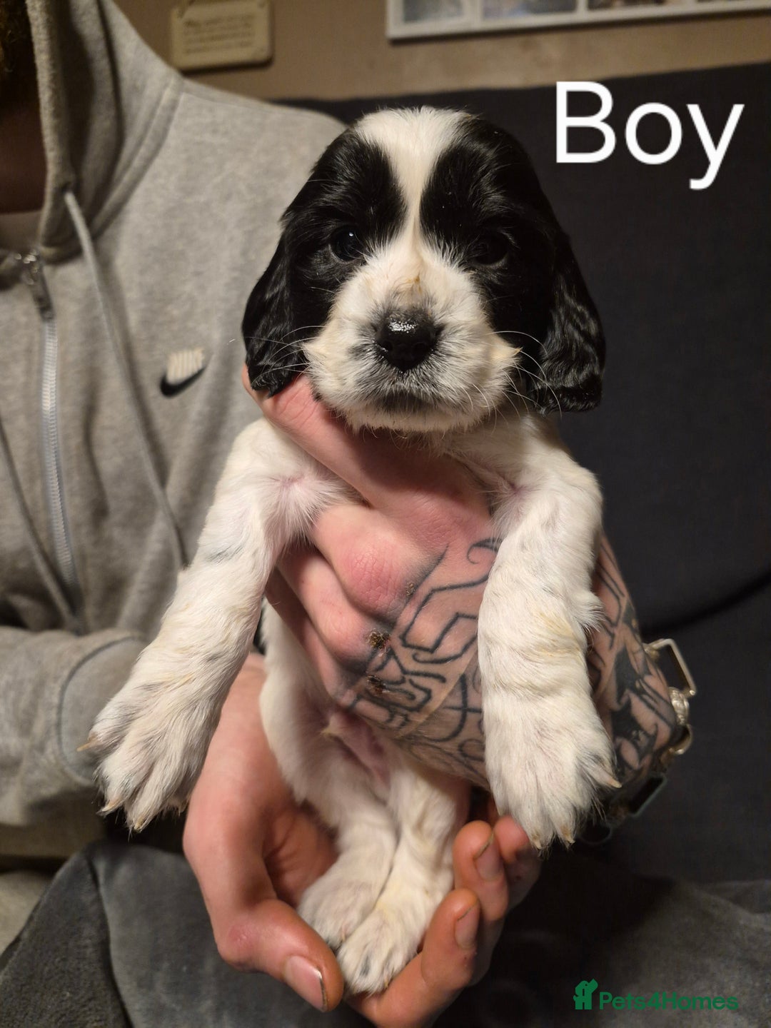 Mixed Breed dogs for sale: Sproker spaniel cross Cavalier King Charles  - Advert 5