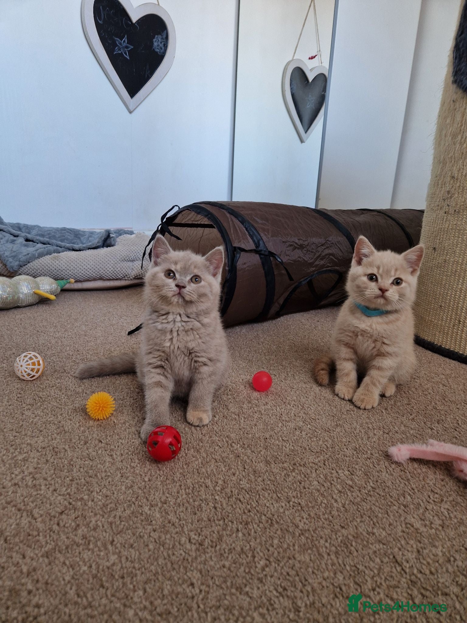 British Shorthair cats British Shorthair Kittens 😻 - Advert 10
