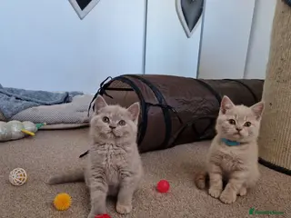 British Shorthair cats British Shorthair Kittens 😻 - Advert 10